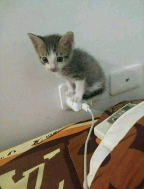 şarj aleti üstü cat.jpg