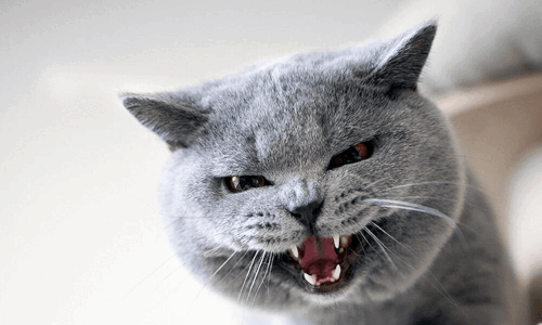 Cat Biting & Scratching Get Help in Victoria Now.gif