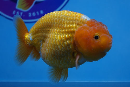 Buy Goldfish Online USA.jpg