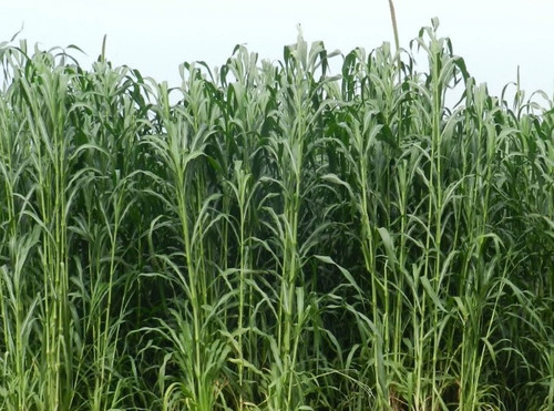 Screenshot 2025 05 02 163024.jpg