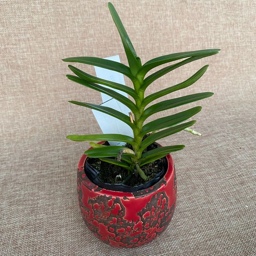 Renanthera vietnamensis scented fara flori (ghiveci 2 5 inch ~ 9 cm).jpg