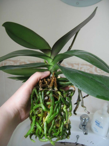 Comece hoje a cultivar ORQUÍDEAS!.jpg