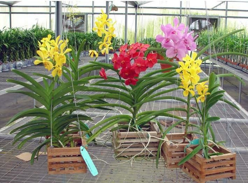 Growing Vanda Orchids.jpg
