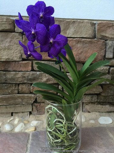 Photo of the entire plant of Orchid (Vanda Pachara Delight).jpg
