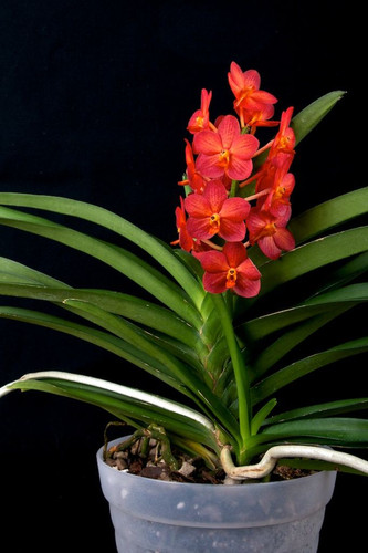 Ascocenda Miss Orange.jpg