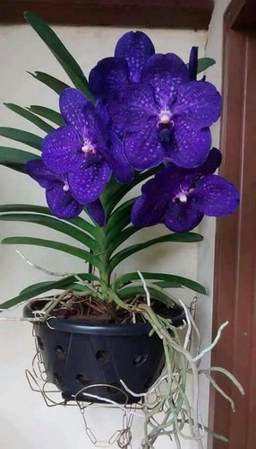 Dicas de como plantar orquídeas em casa Como fazer em casa.jpg