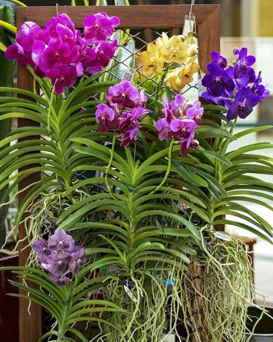 COMO CUIDAR DA ORQUÍDEA VANDA EM 7 PASSOS SIMPLES .jpg