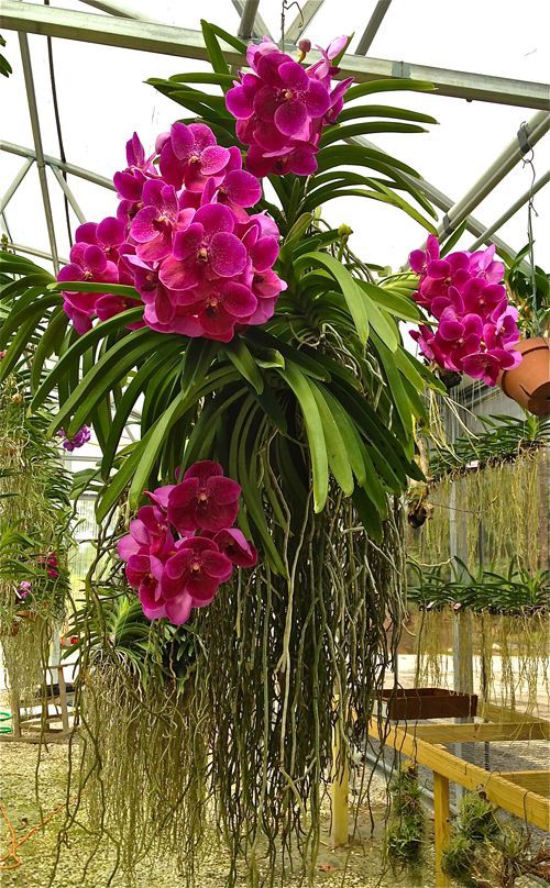I love Vanda Orchids.jpg