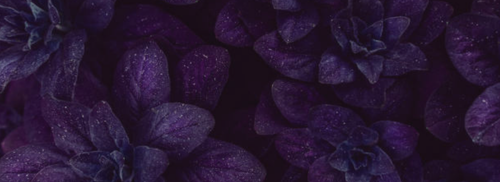 Untitled design (7).png