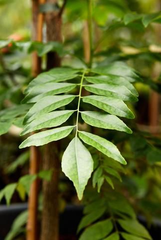Indian Curry Leaf Plant.jpg