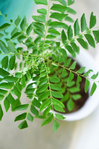 How to Grow and Care for Curry Trees.jpg