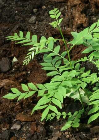 Curry leaves (Murraya Chalcas koenigii).jpg