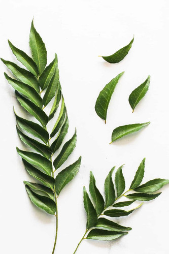 Curry leaves Meet India’s Wonder Herb.jpg
