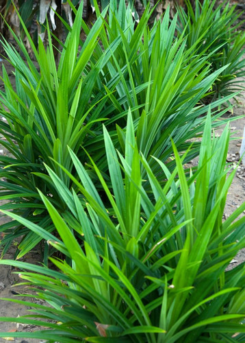 Pandan Leaf (Pandanus amaryllifolius).jpg