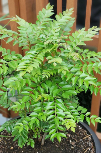 Curry Leaf Plant Care.jpg