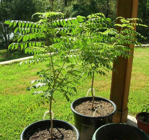 How to Grow Curry Leaves Tree Easily in Containers (1).jpg