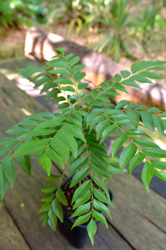 Murraya koenigii (Curry Tree).jpg