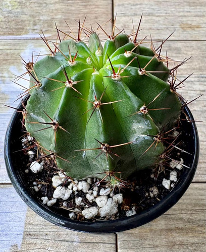 Ferocactus Barrel Cactus (4in) Indoor Houseplant.jpg