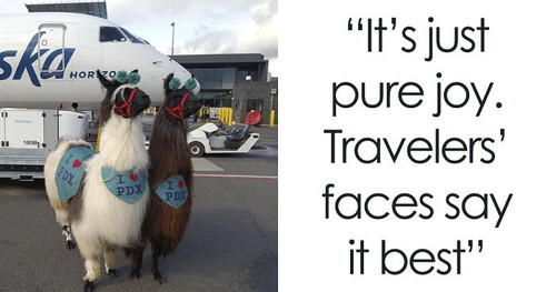 therapy llamas portland airport fb9 png 700.jpg