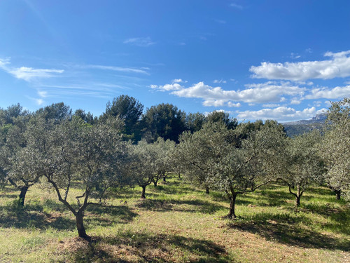 Pure & Proven: Top Brands for Real Olive Oil You Can Trust.jpg