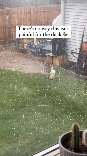 dkbQZjneSM0DrE .jpg