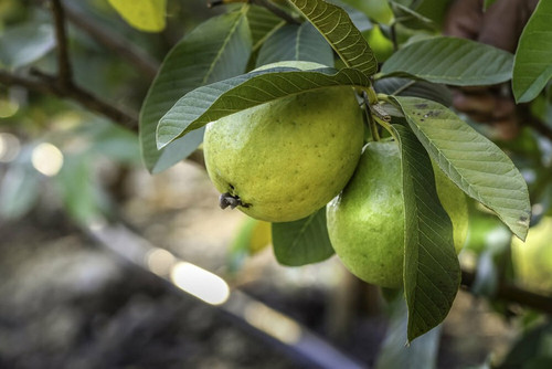 annual no yes homestead guava pl.jpg