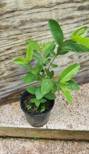 no perennial yes live plant smal.jpg