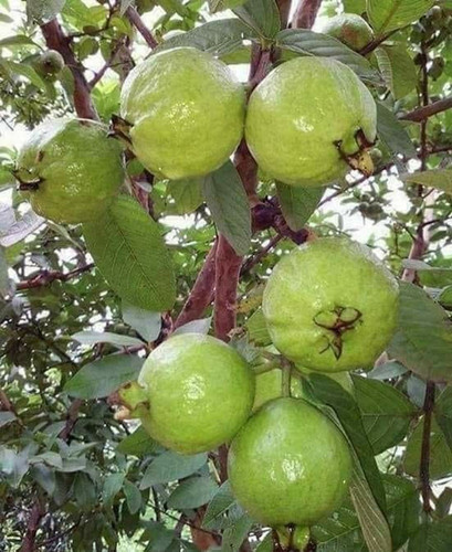 100 guava sri sai forestry origi.jpg