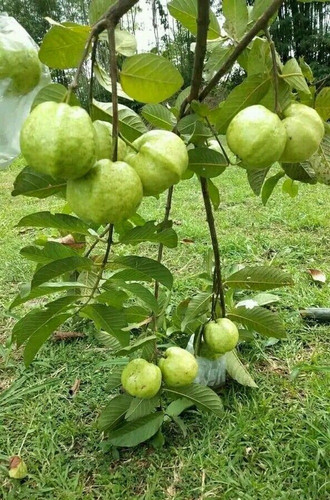 no perennial yes thai 7 guava fr.jpg