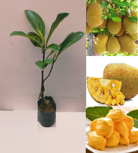 no annual yes all time jackfruit.jpg