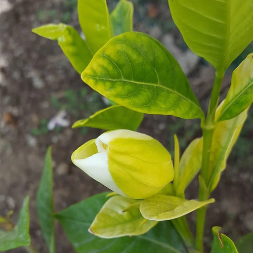 Gardenia Ananta Plant 2.jpg