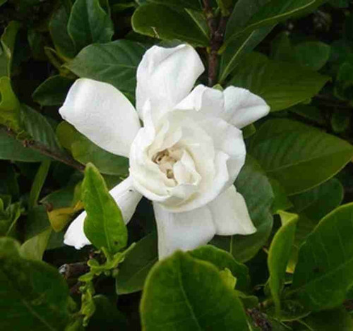 no perennial yes gardenia gandha (1).jpg