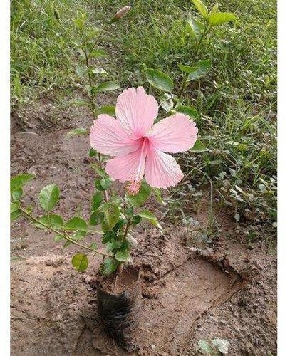 perennial yes yes hibiscus 007 1.jpg