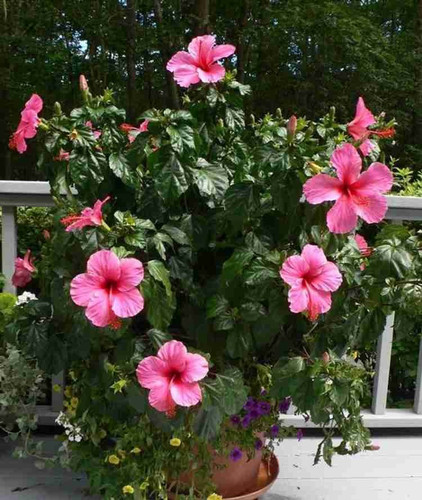 annual no yes royal hibiscus pla.jpg