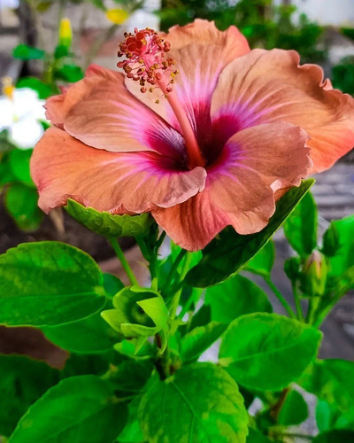 perennial no yes hibiscus red li.jpg