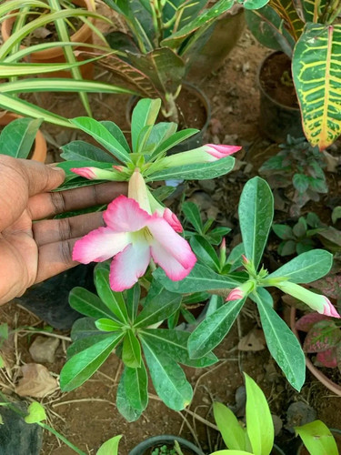 Adenium Baby Pink.jpg