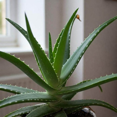 Aloe Vera Plant1 1 600x600.jpg