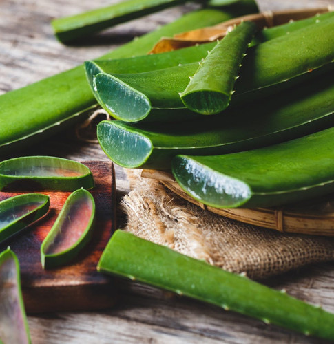 aloe vera plant cut leaves 66e6e.jpg