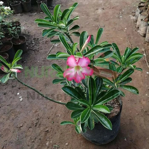 Adenium.jpg