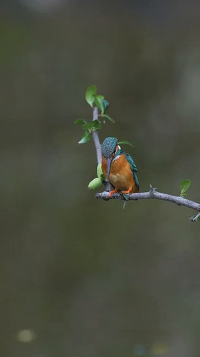 BDZl1A Bb8WN7Zo5.jpg