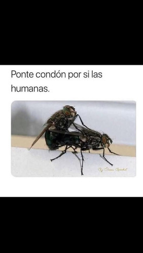 495404470 1225666029214765 5525060677289892074 n.jpg