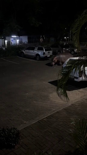 l1A70QVU P2DzaB .jpg