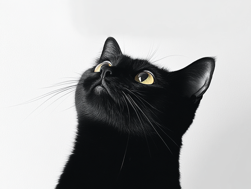 5392094887c5.png