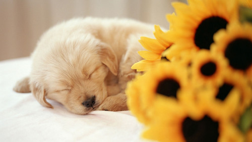 sleeping puppy 1920x1080.jpg