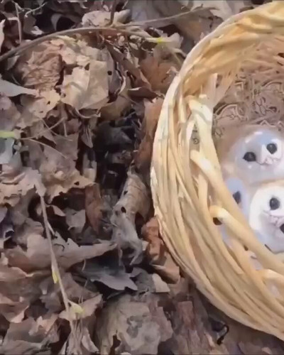 sOwvwXa5fmGOLpEt.jpg