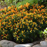 71BSL6RpWdL. AC SL1500 