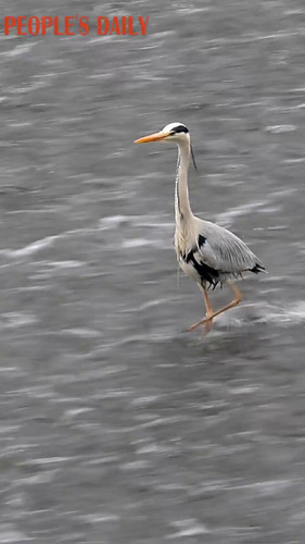 teUE QkPtc2Deaae.jpg