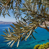 Leonardo Kino XL olive tree branches with a blue sea in the ba 1