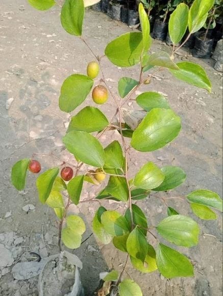 well watered red apple ber plant.jpg