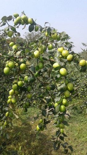 no perennial yes thai green appl.jpg
